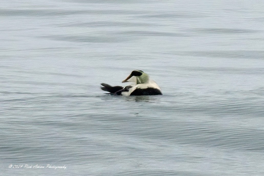 Common Eider - ML617815347