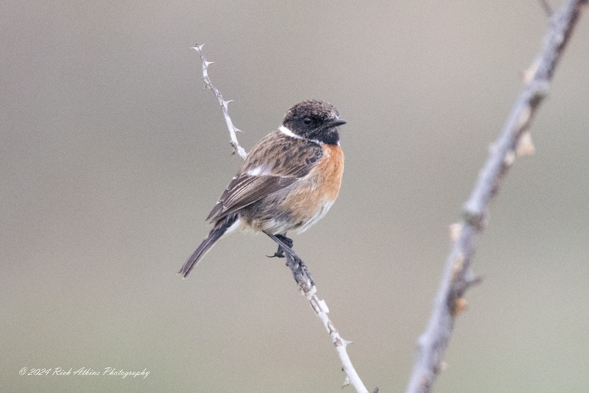 European Stonechat - ML617815368