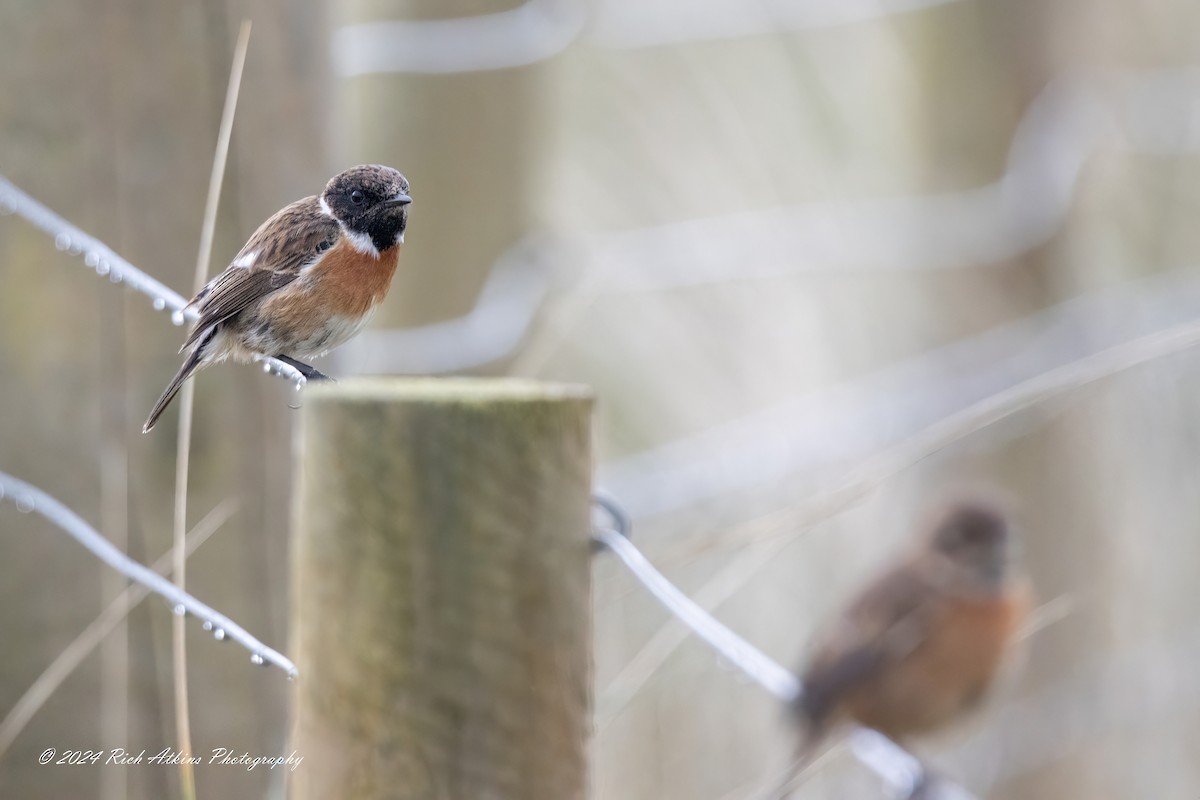 European Stonechat - ML617815371