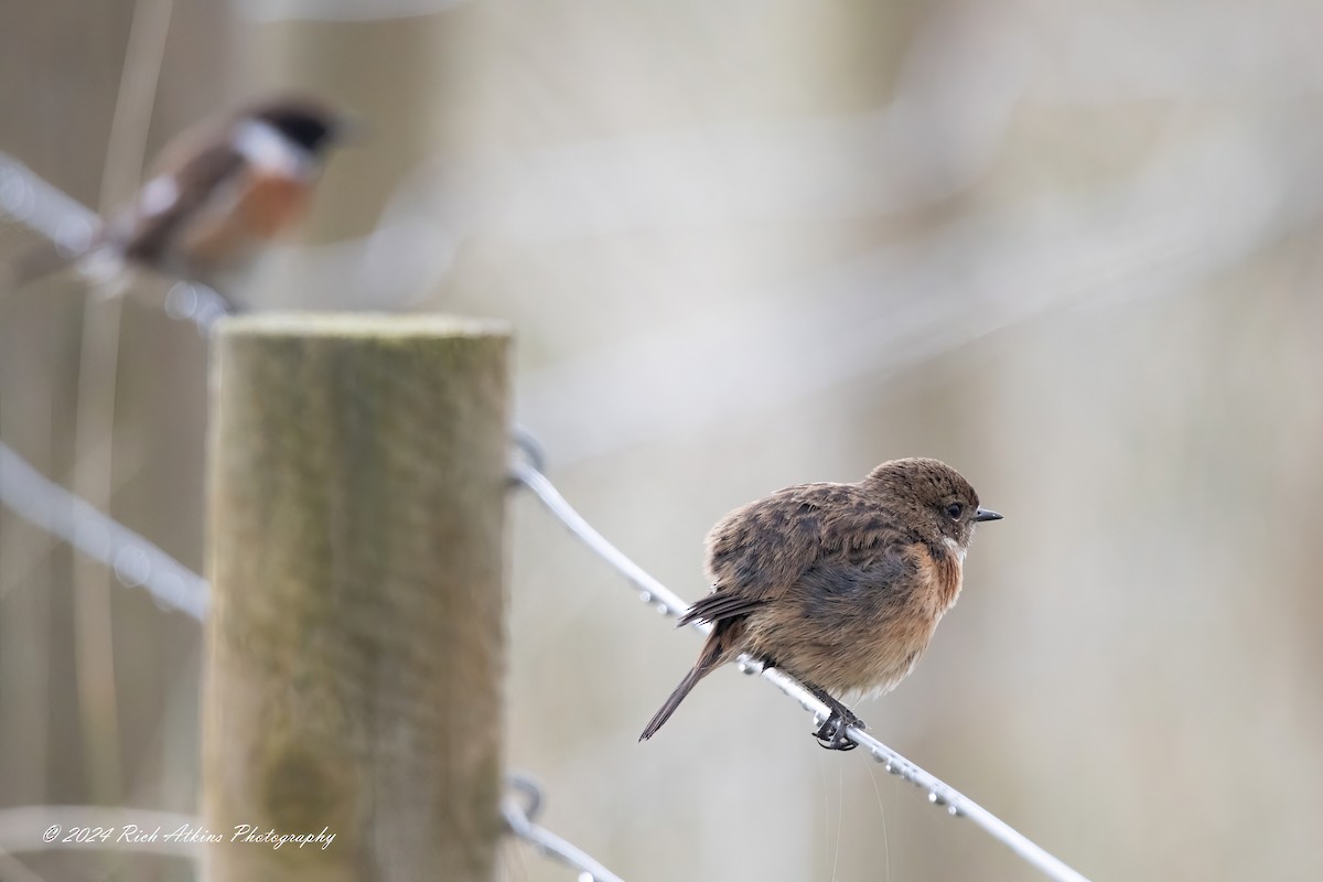 European Stonechat - ML617815372