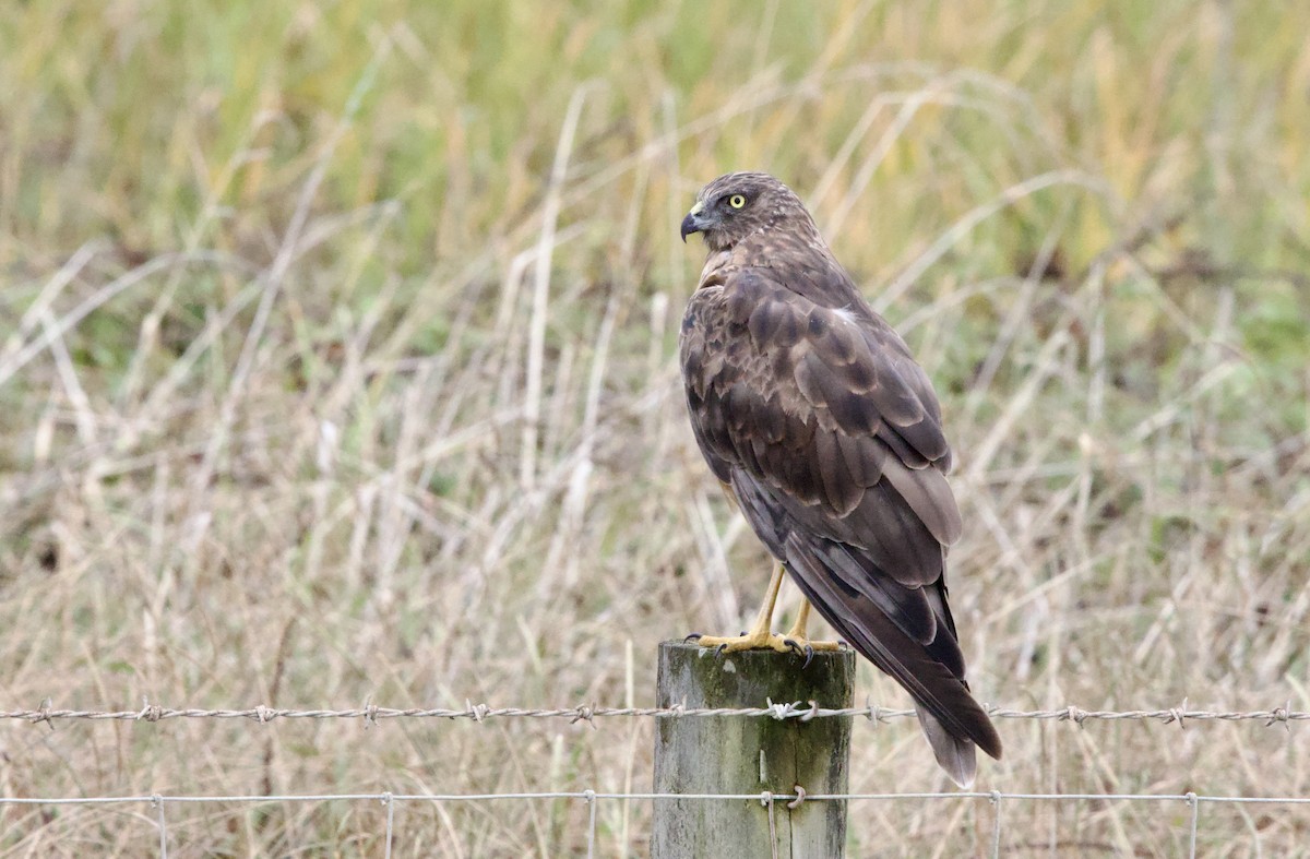 Swamp Harrier - ML617815376