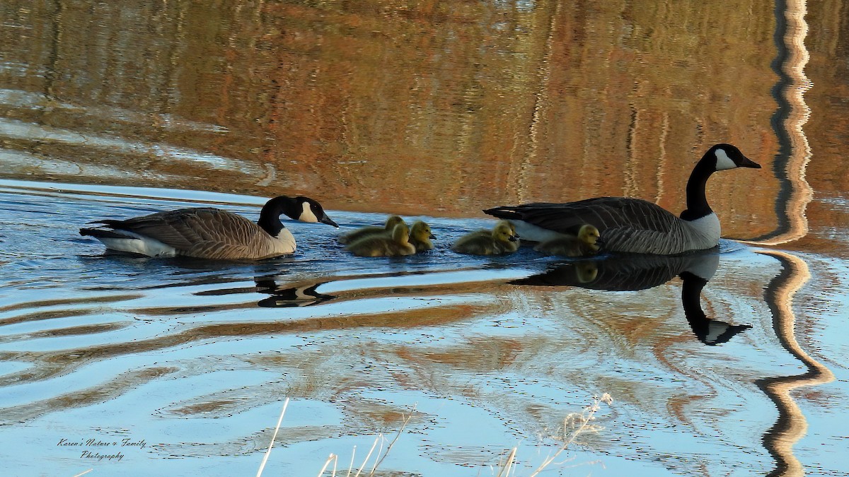 Canada Goose - Karen VanDyk