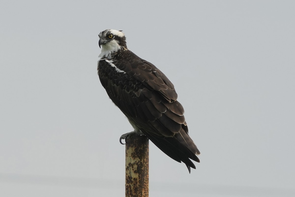 Osprey - Tom Cassaro