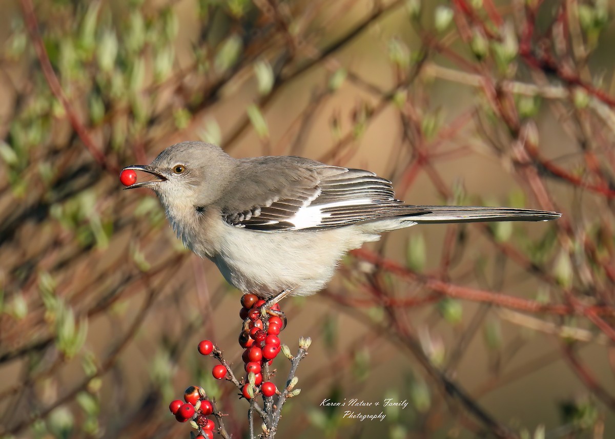 Northern Mockingbird - ML617815423