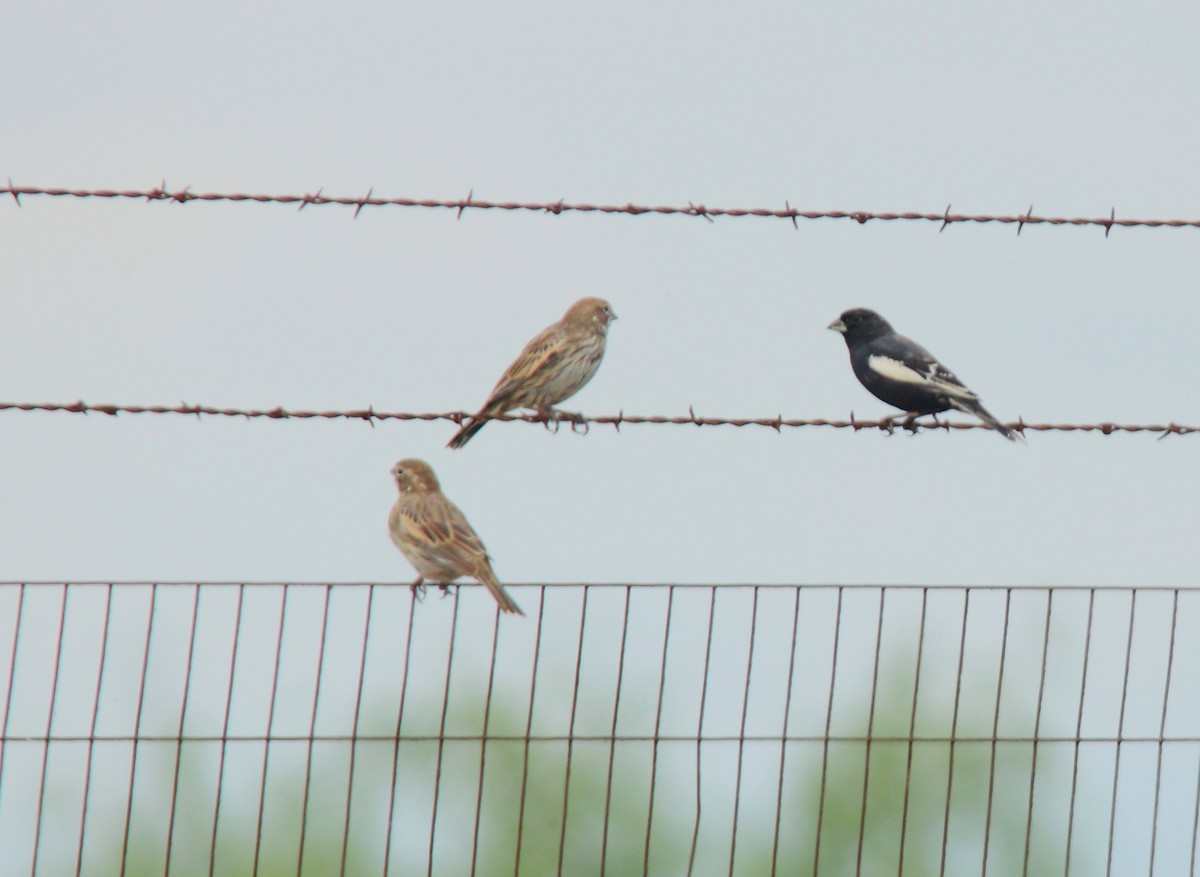 Lark Bunting - John Pike