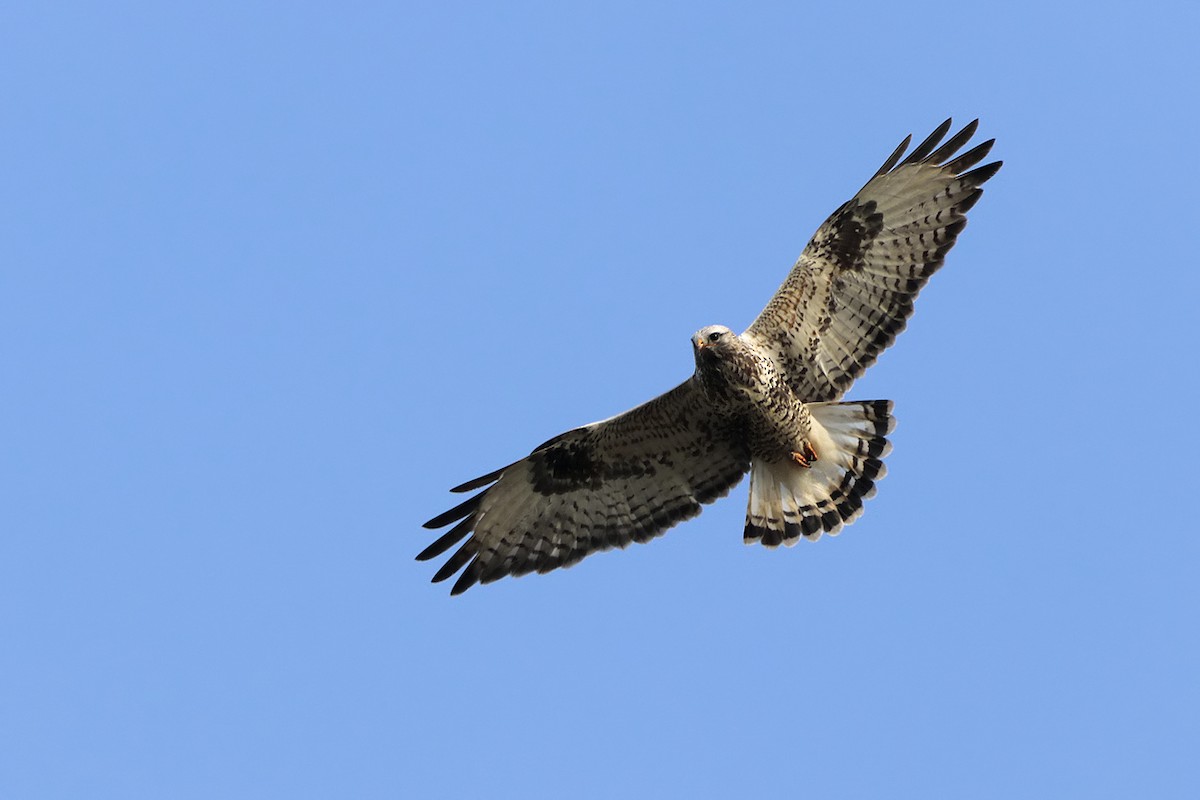 Rough-legged Hawk - Igor Dvurekov