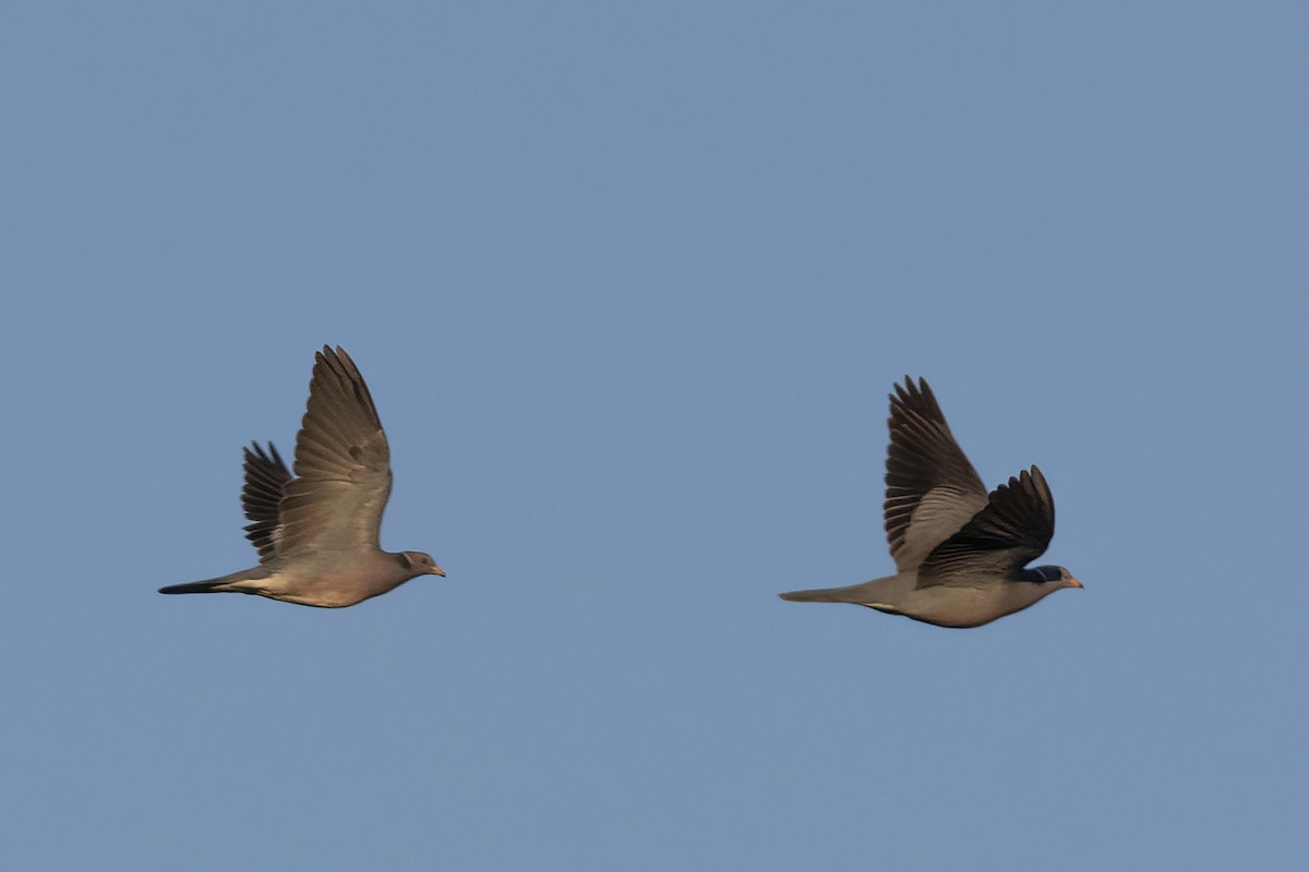 Band-tailed Pigeon - Ted Keyel