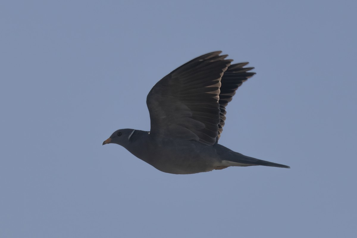 Band-tailed Pigeon - Ted Keyel