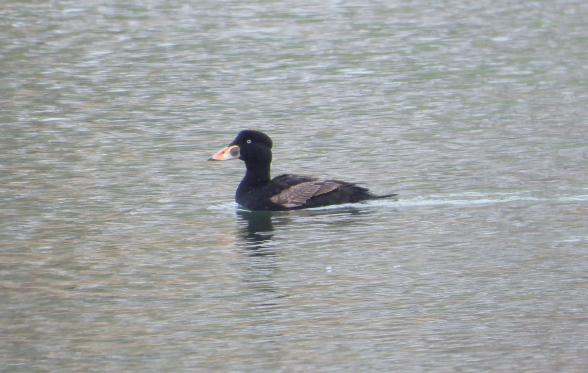 Surf Scoter - ML617815478