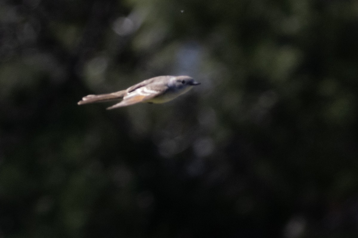 Ash-throated Flycatcher - Ted Keyel