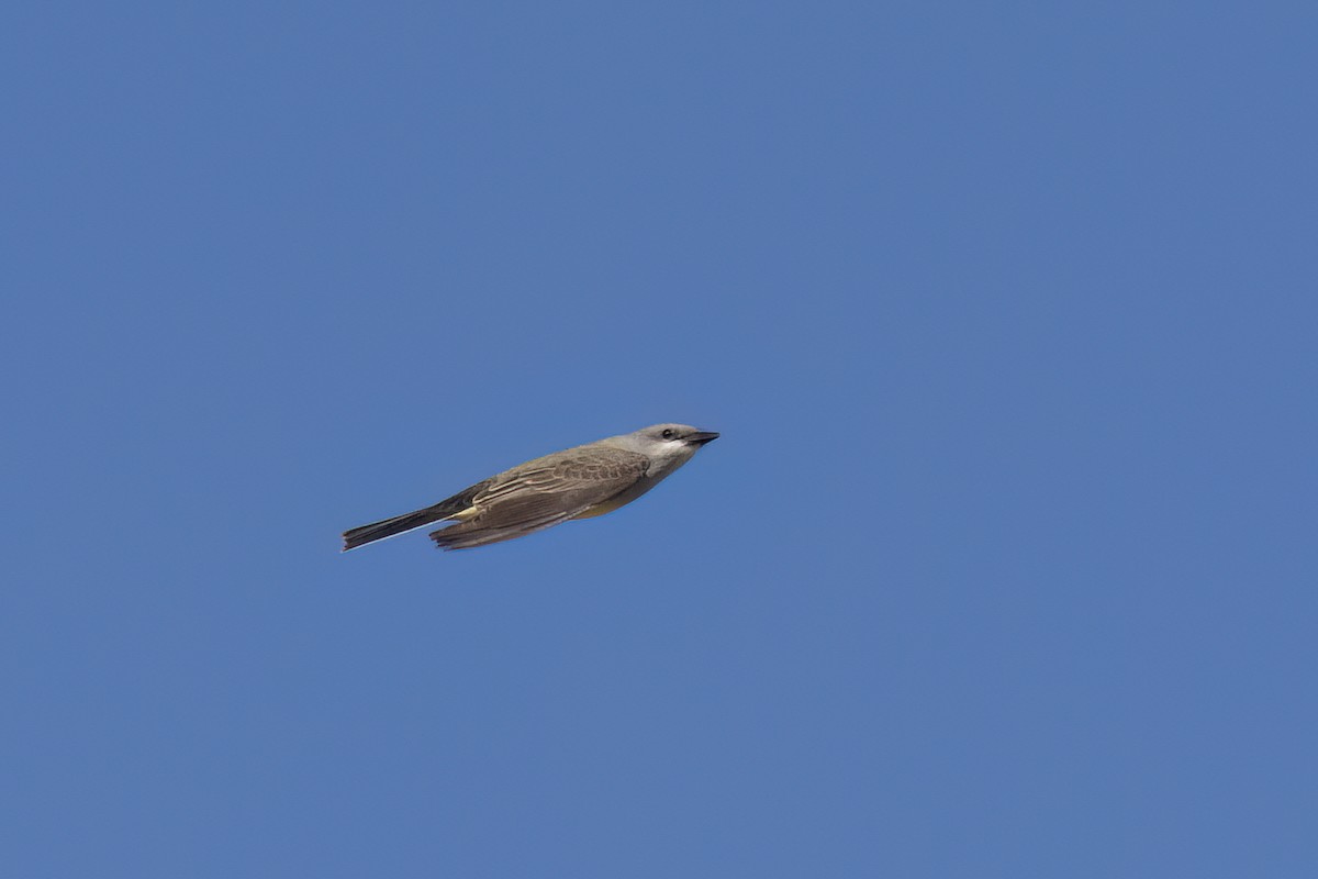 Western Kingbird - ML617815496