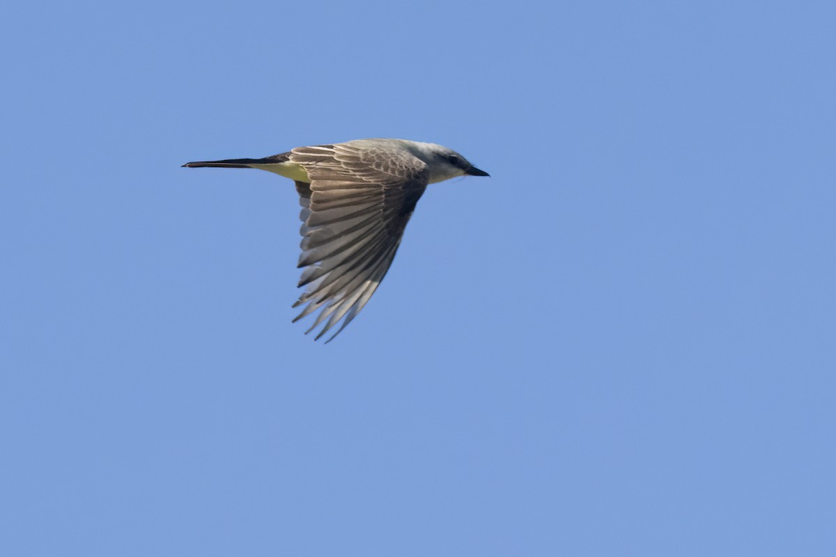 Western Kingbird - ML617815499