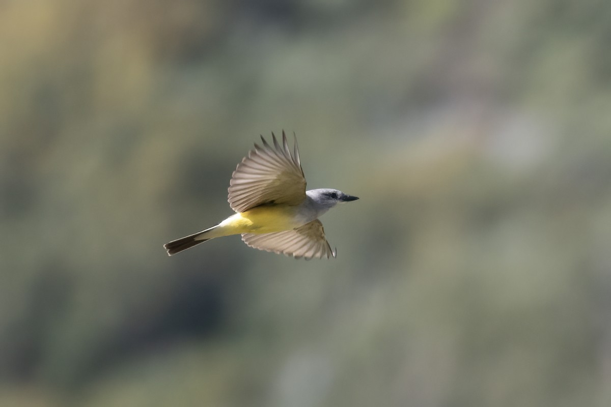 Western Kingbird - ML617815500