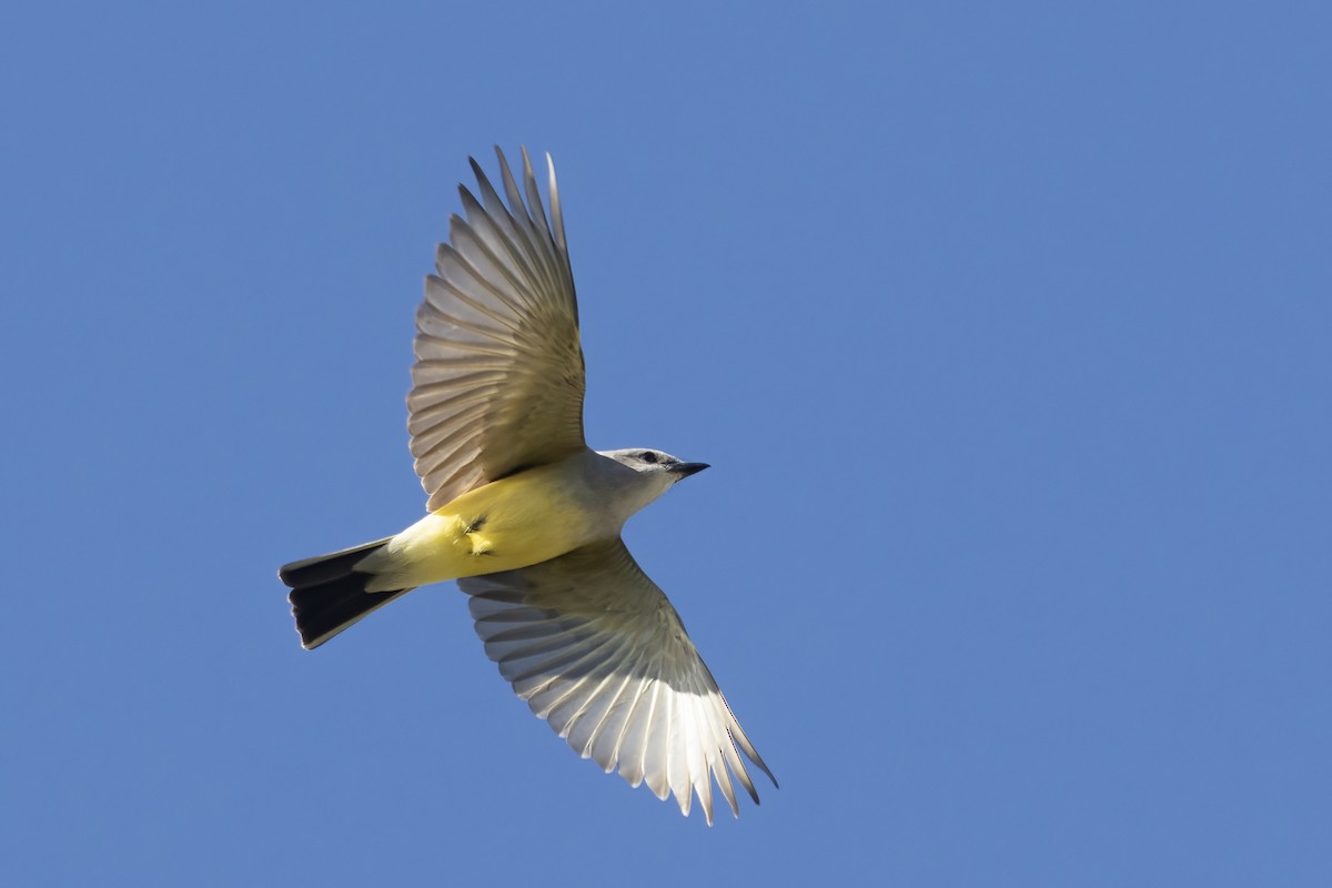 Western Kingbird - ML617815501