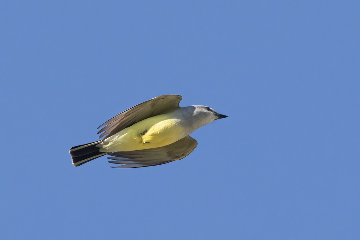 Western Kingbird - ML617815502