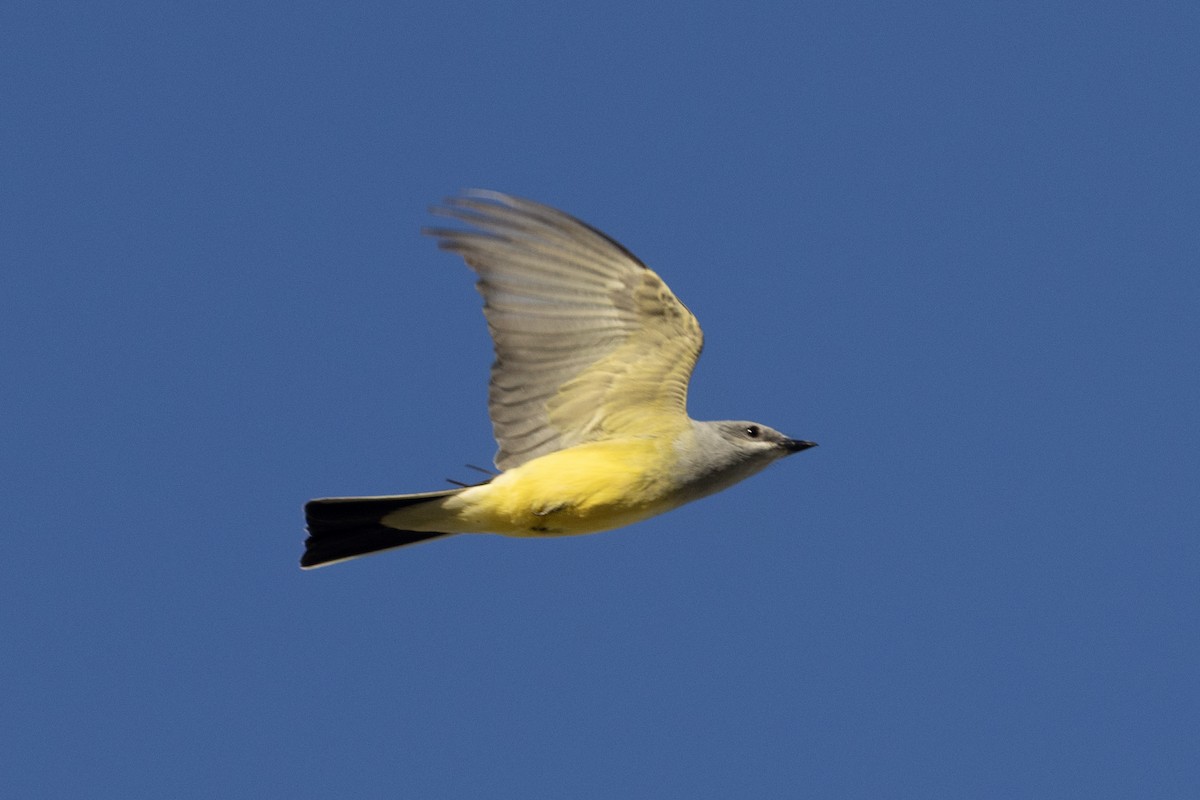 Western Kingbird - ML617815503