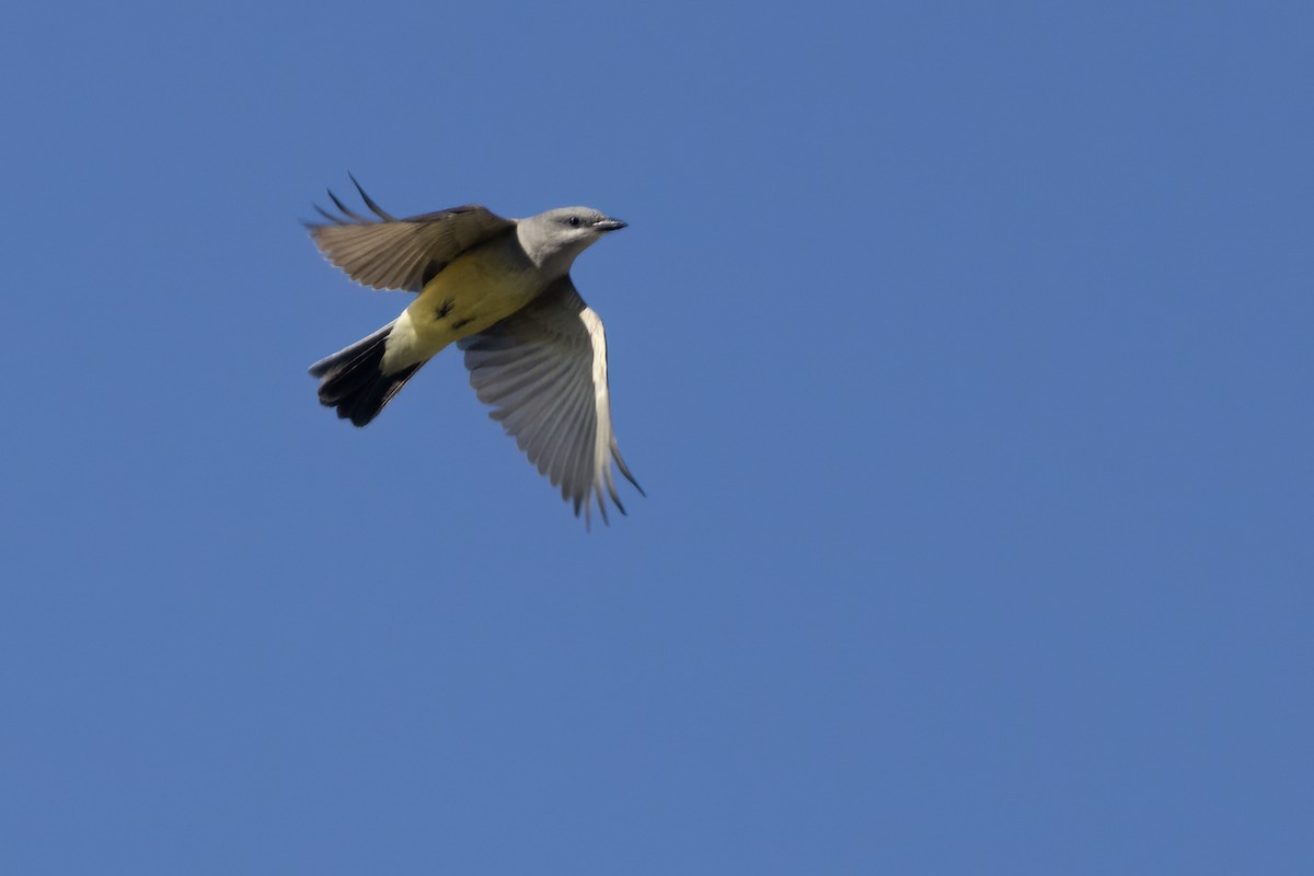 Western Kingbird - ML617815504