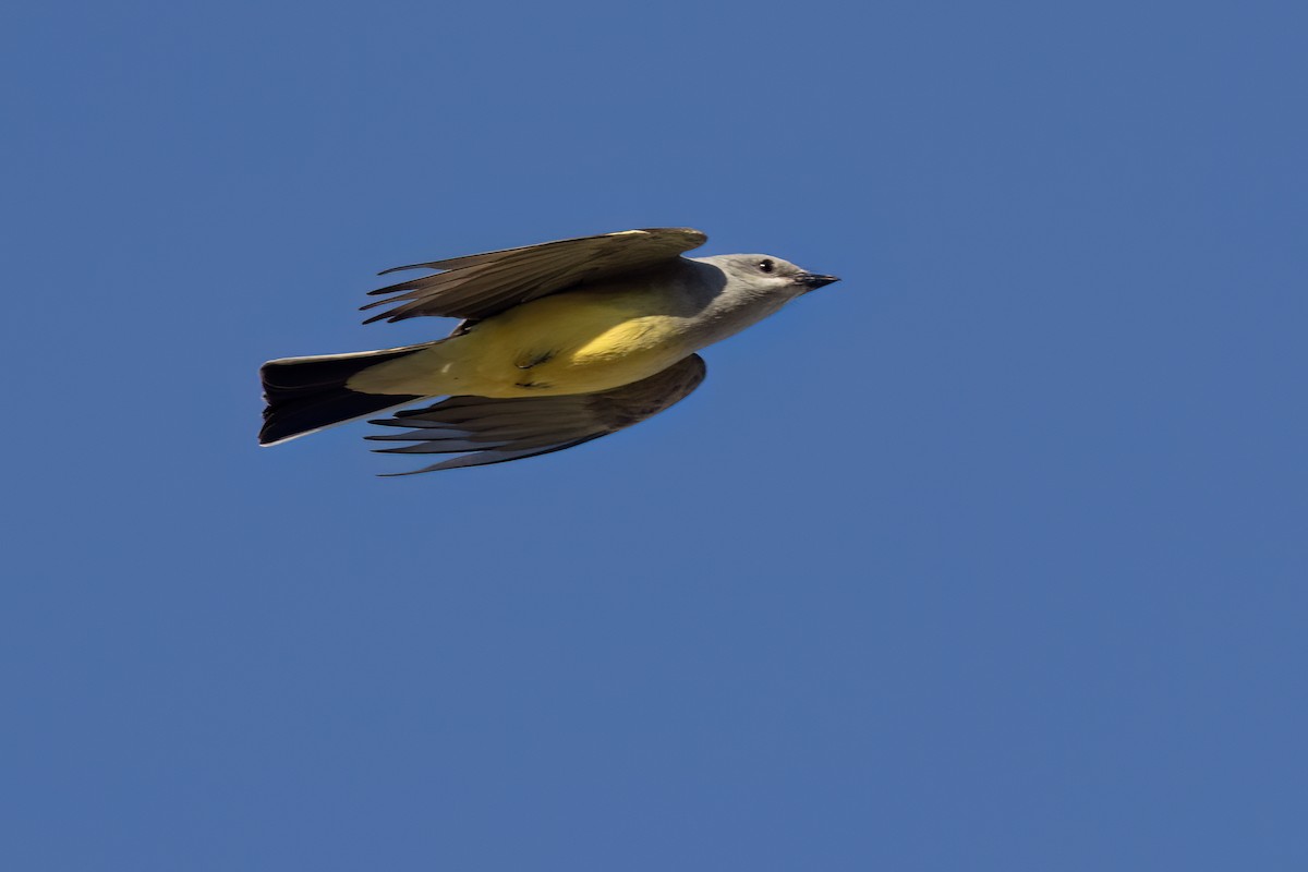 Western Kingbird - ML617815505