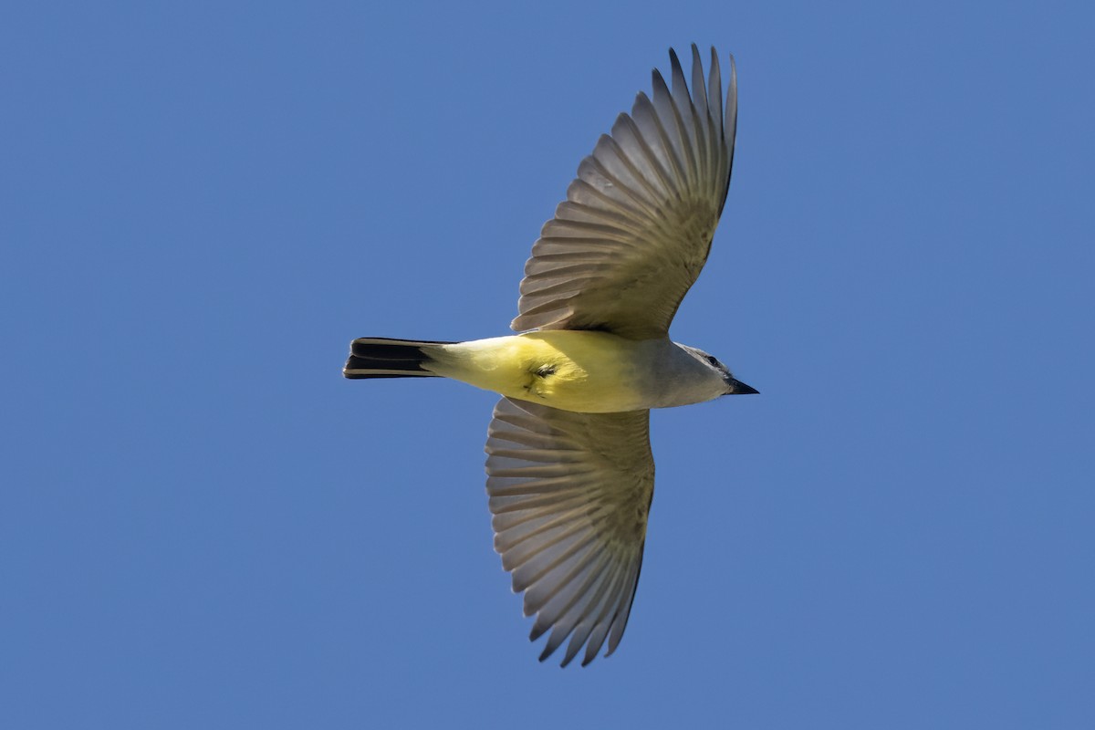 Western Kingbird - ML617815506