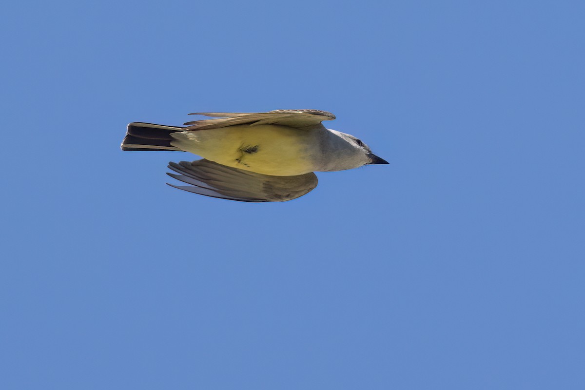 Western Kingbird - ML617815507