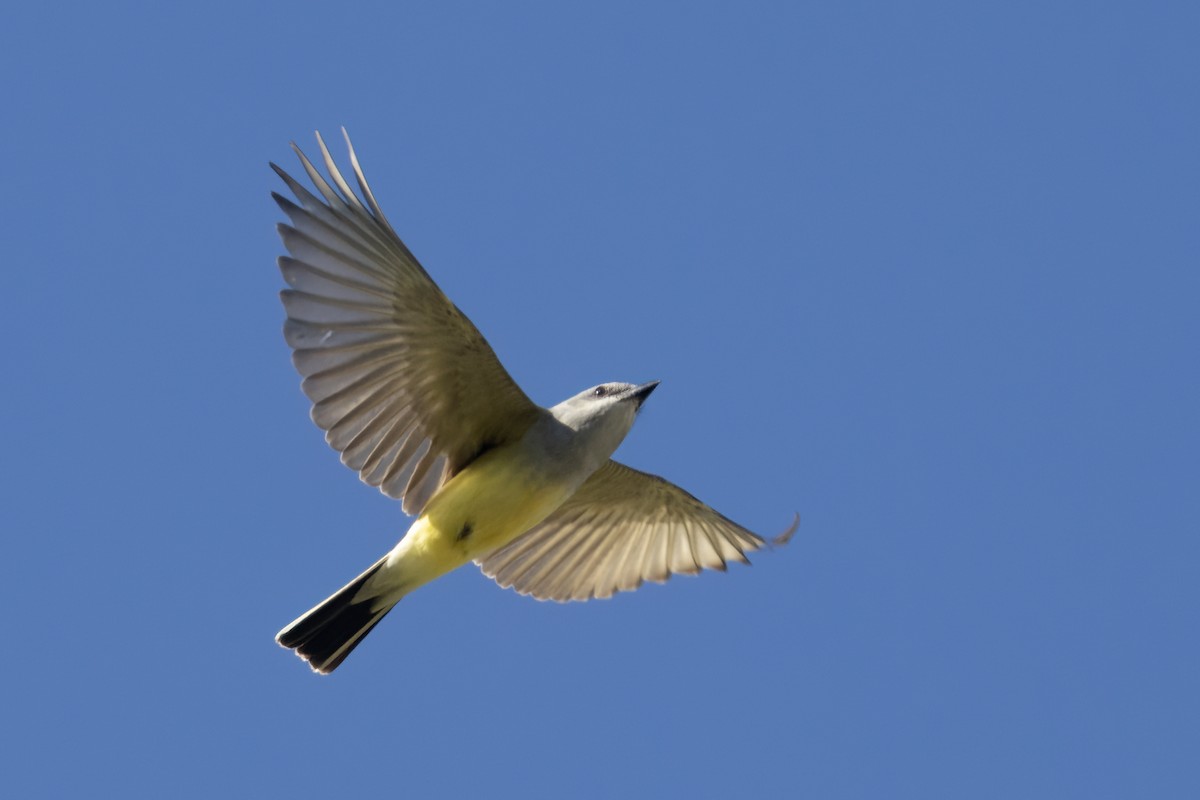 Western Kingbird - ML617815509