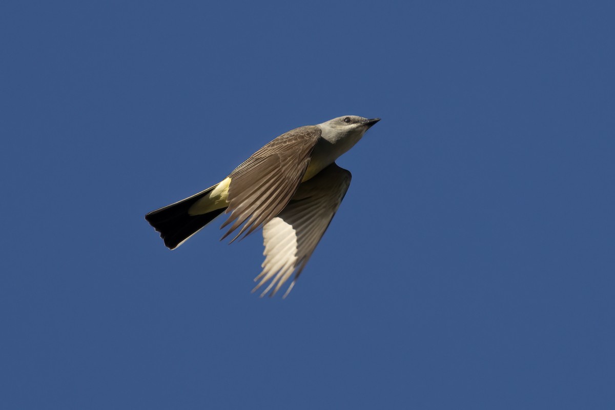 Western Kingbird - ML617815513