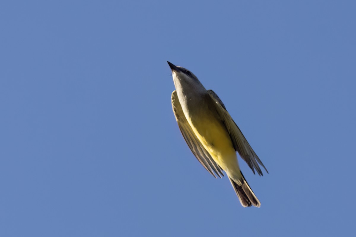 Western Kingbird - ML617815514