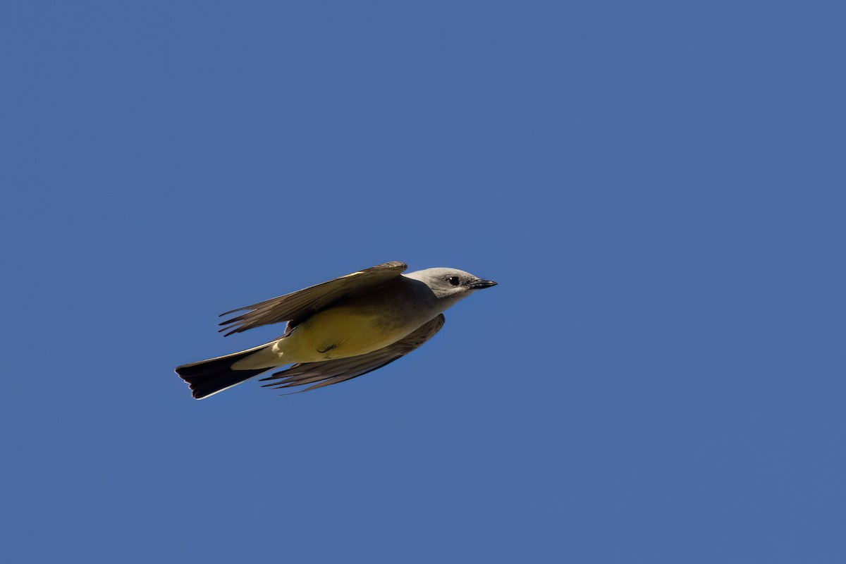 Western Kingbird - ML617815515