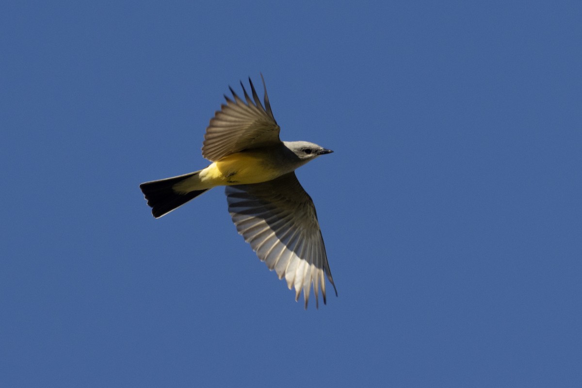 Western Kingbird - ML617815516