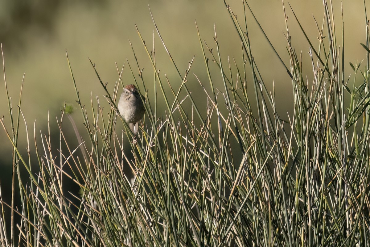 Rufous-crowned Sparrow - ML617815549