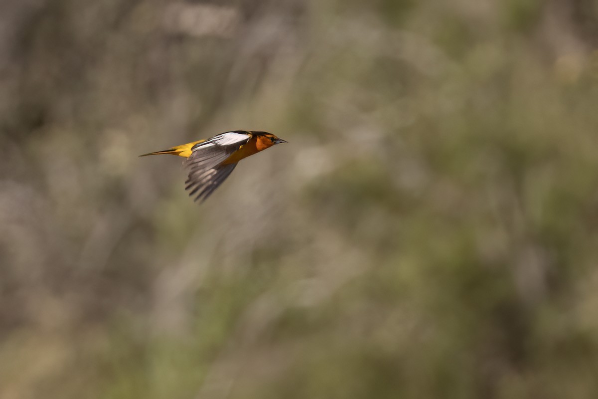 Bullock's Oriole - Ted Keyel