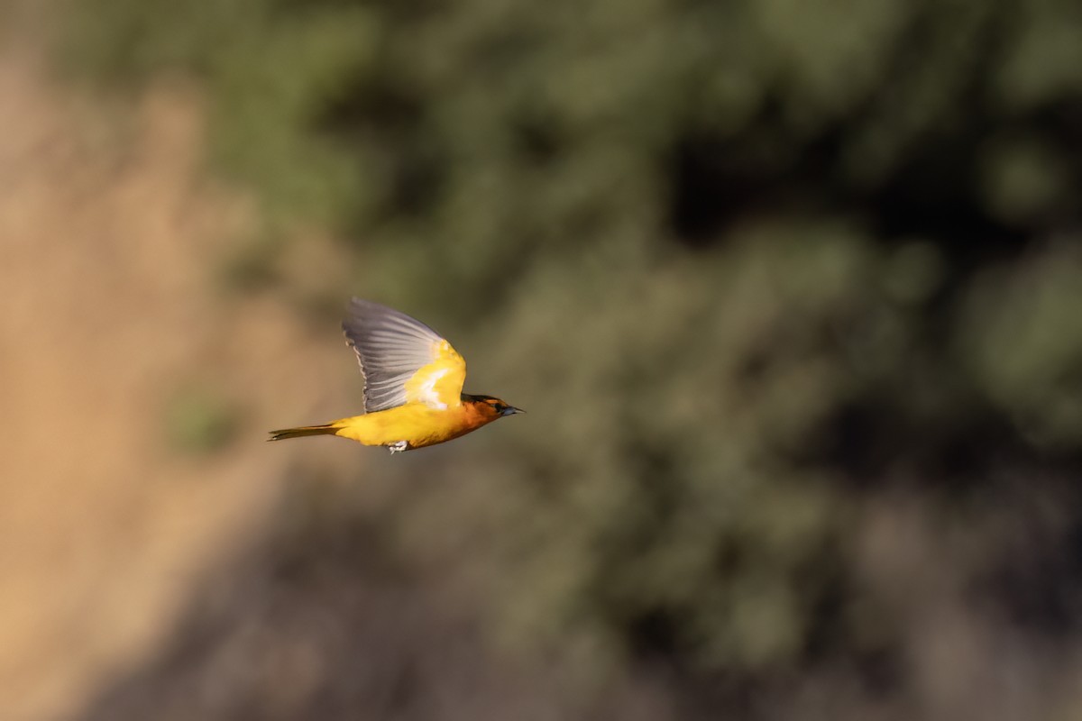 Bullock's Oriole - Ted Keyel