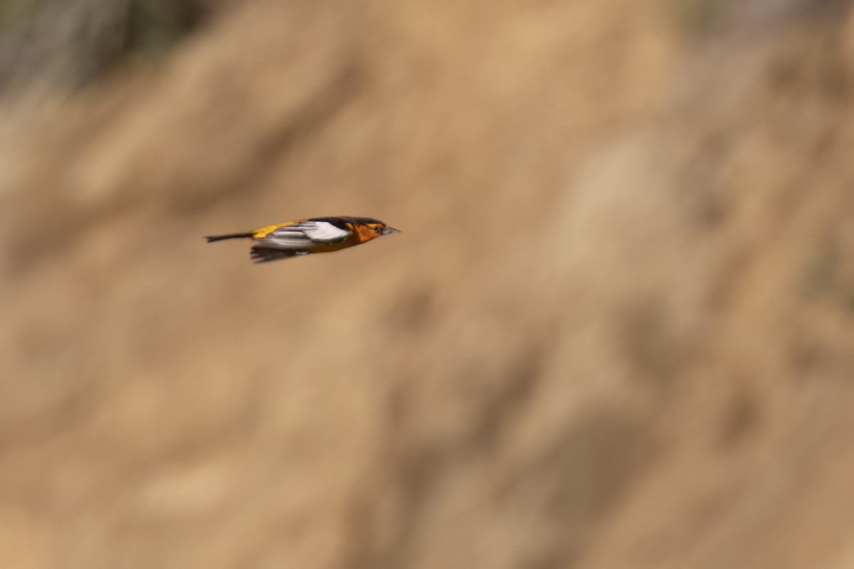 Bullock's Oriole - Ted Keyel