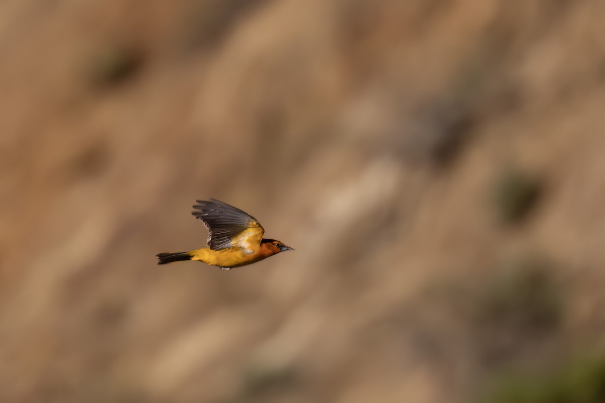 Bullock's Oriole - Ted Keyel