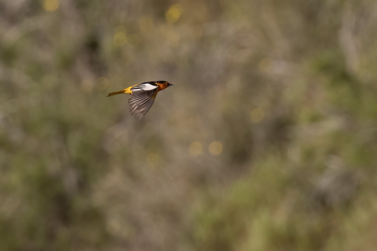 Bullock's Oriole - Ted Keyel