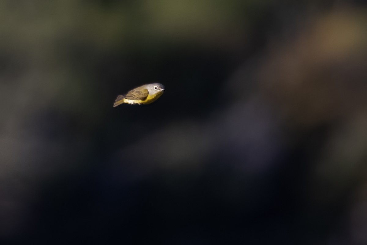 Nashville Warbler - ML617815572