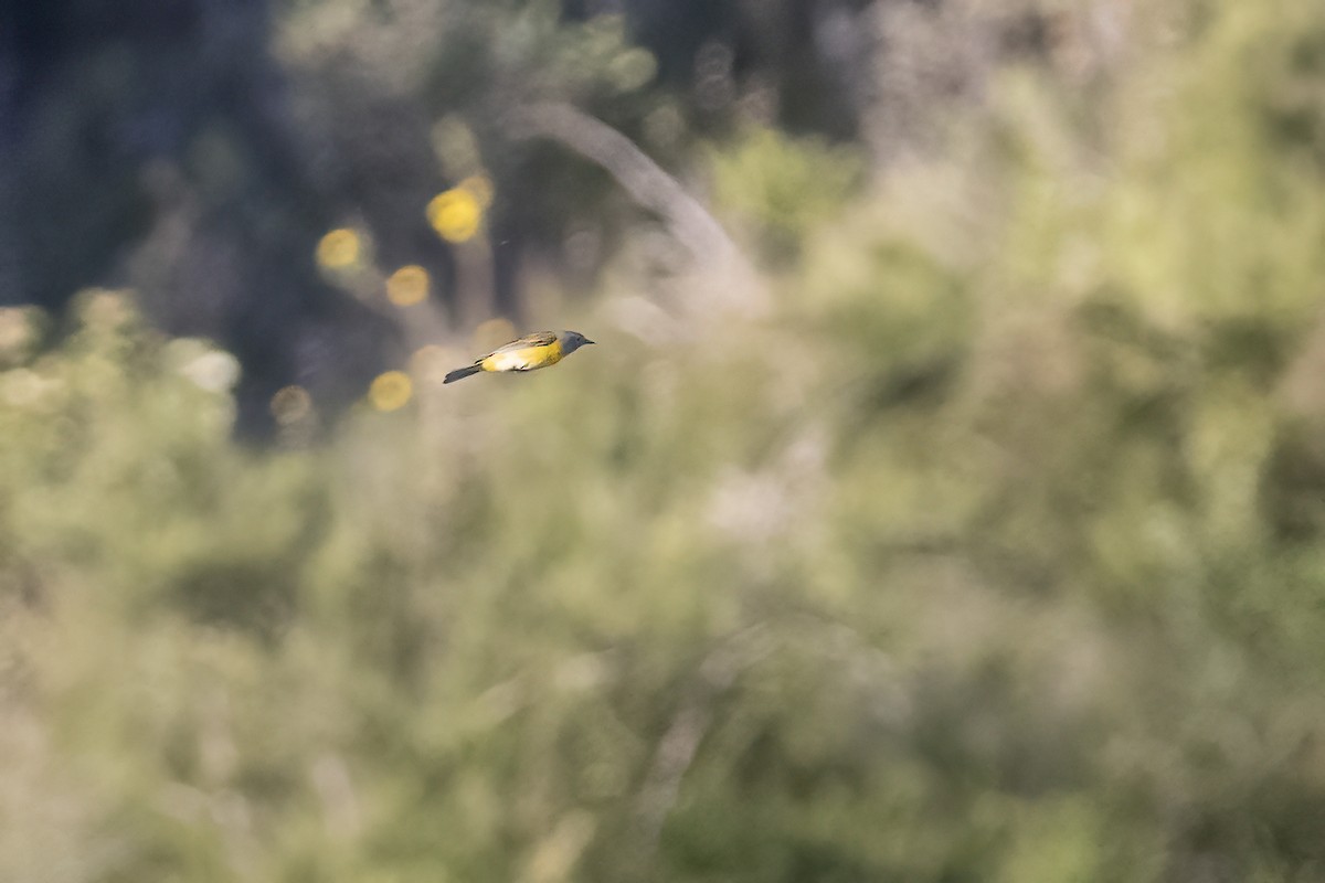 Nashville Warbler - ML617815573