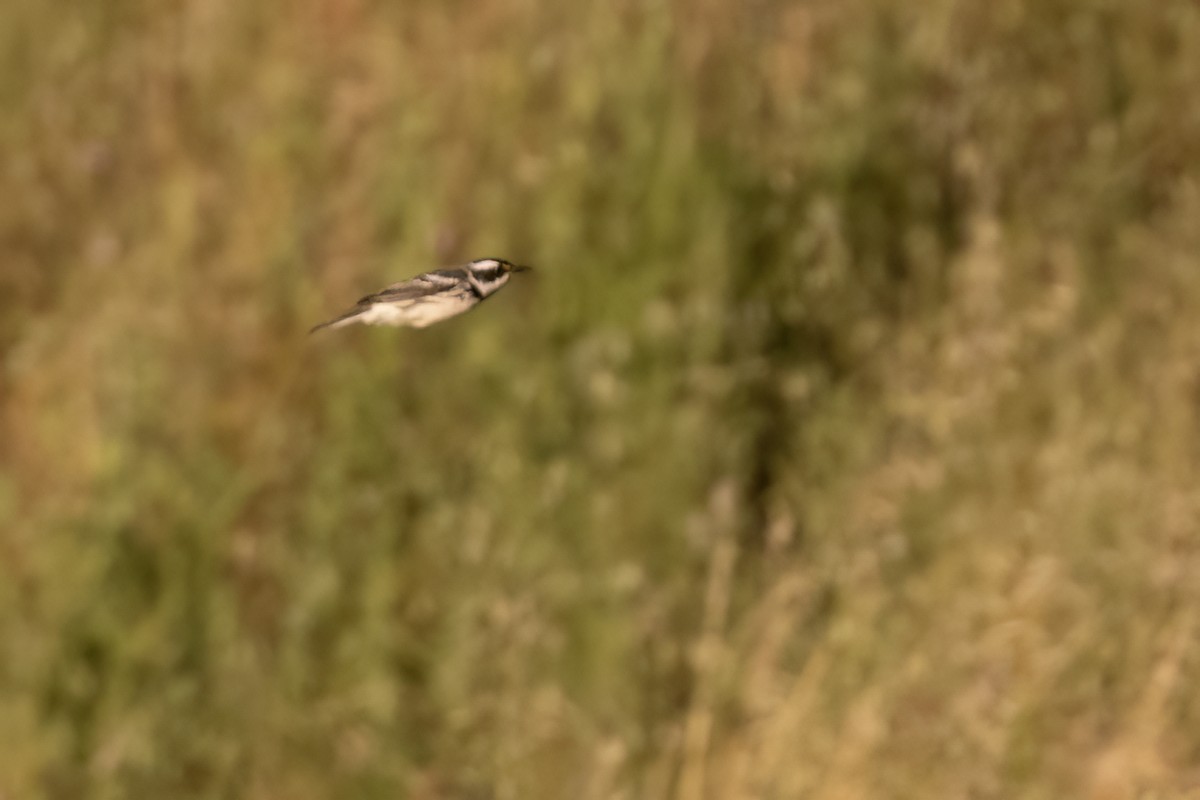 Black-throated Gray Warbler - Ted Keyel