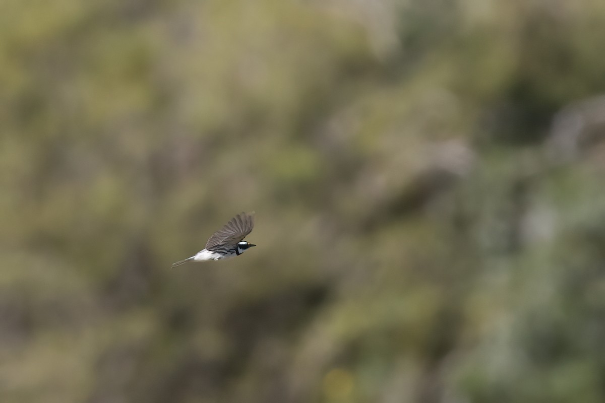 Black-throated Gray Warbler - Ted Keyel