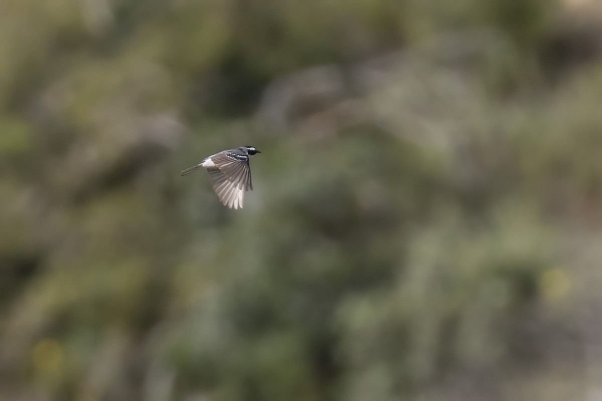 Black-throated Gray Warbler - Ted Keyel