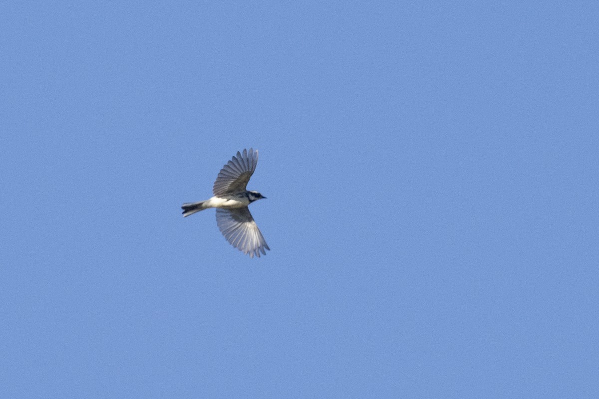 Black-throated Gray Warbler - Ted Keyel