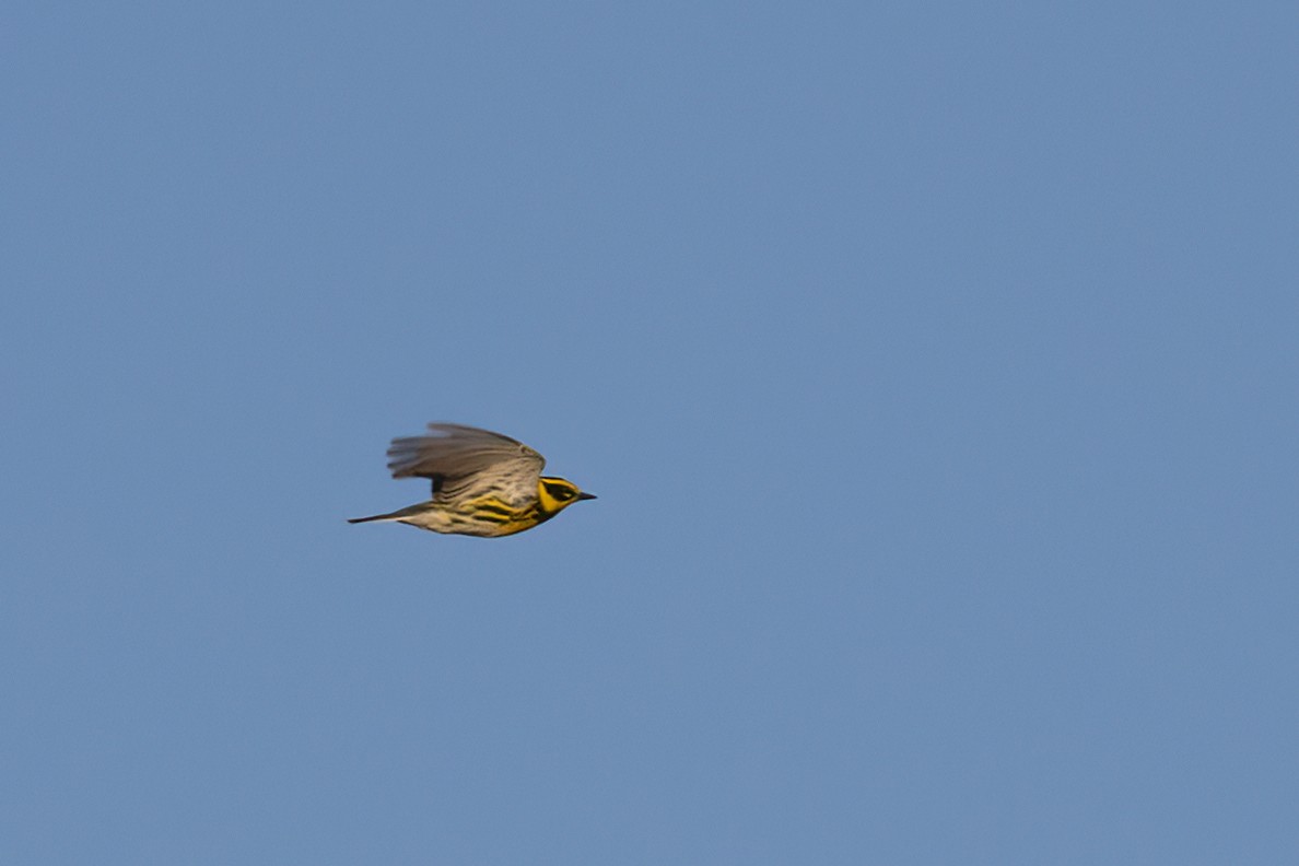 Townsend's Warbler - Ted Keyel