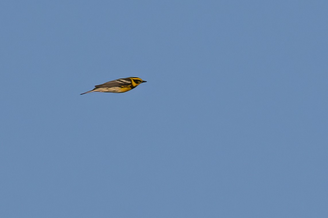 Townsend's Warbler - Ted Keyel