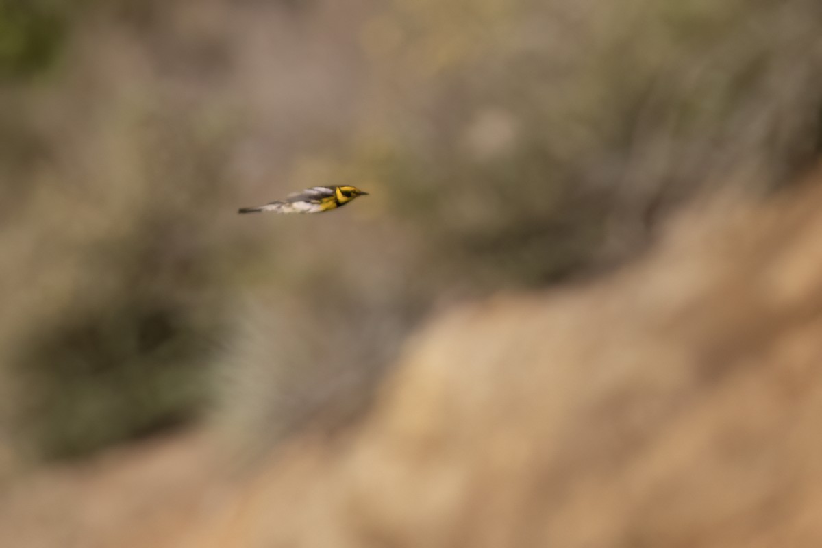 Townsend's Warbler - ML617815625