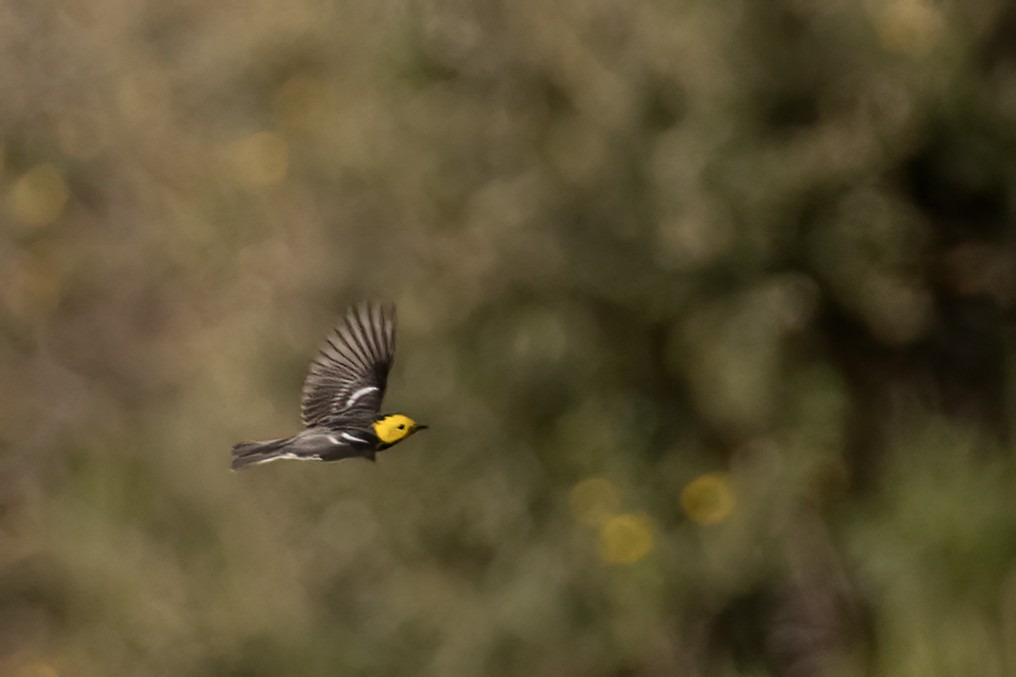 Paruline à tête jaune - ML617815633