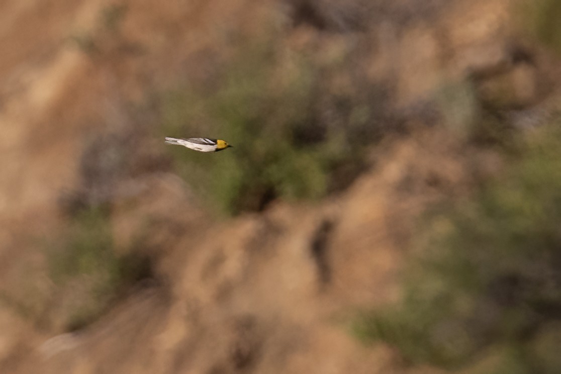 Hermit Warbler - Ted Keyel