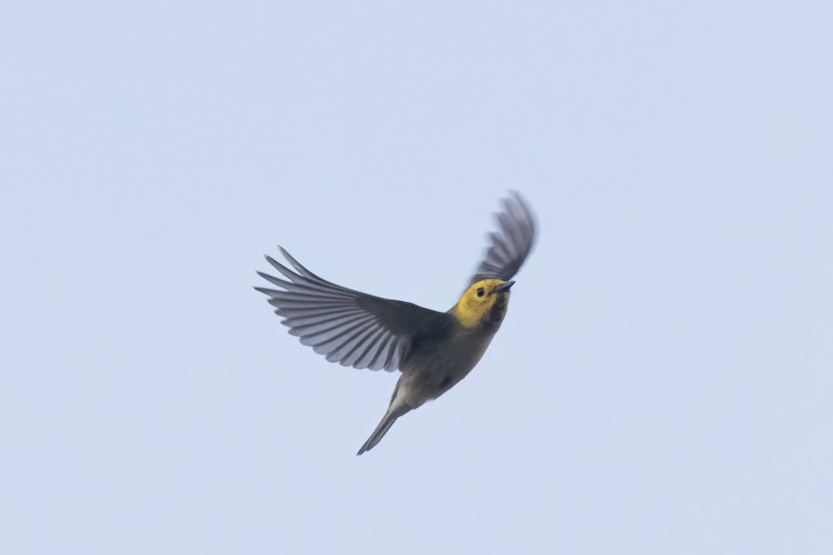 Hermit Warbler - Ted Keyel