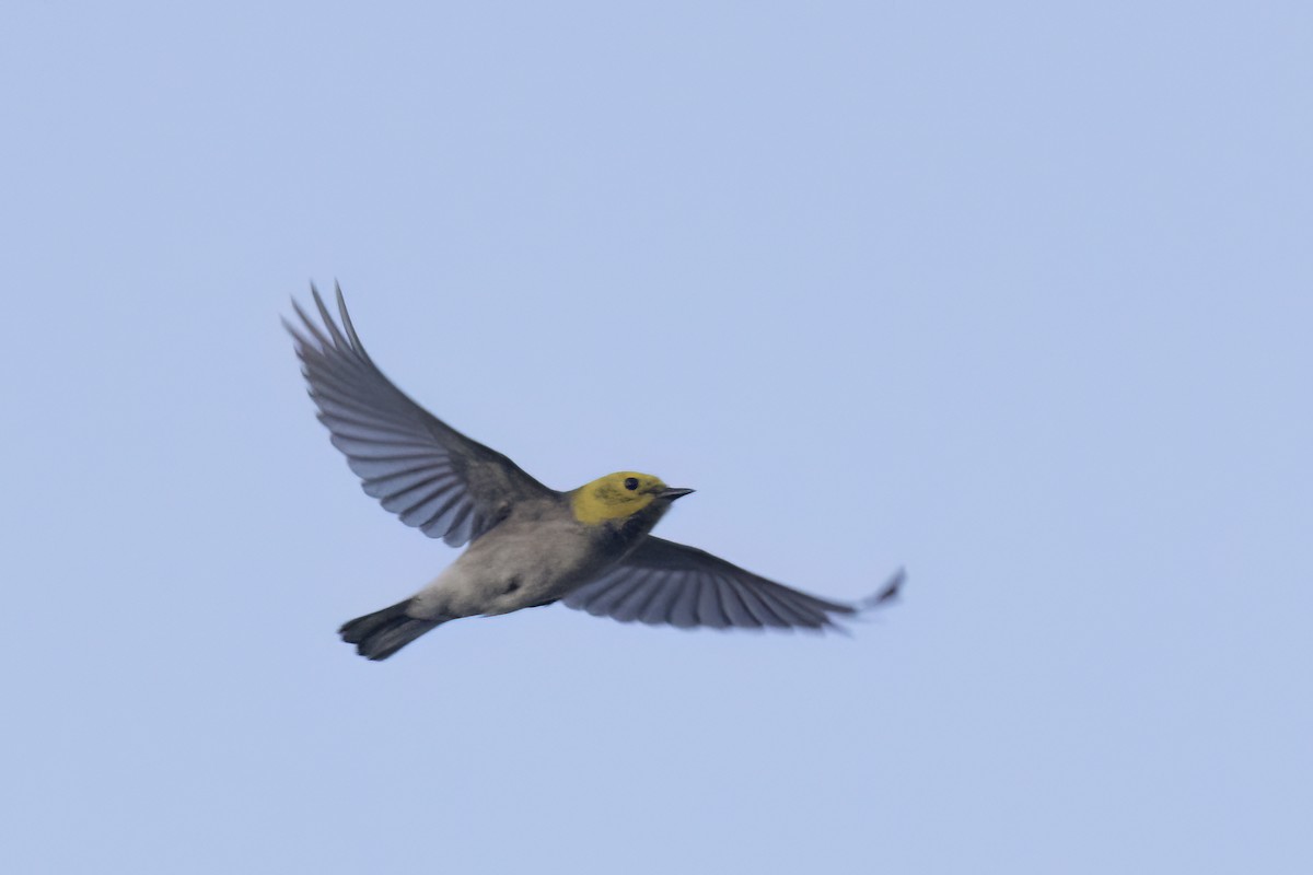 Hermit Warbler - Ted Keyel