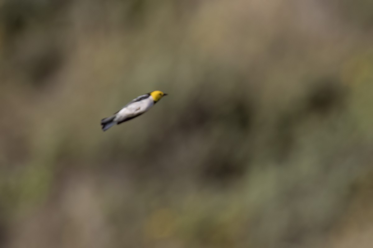 Hermit Warbler - Ted Keyel