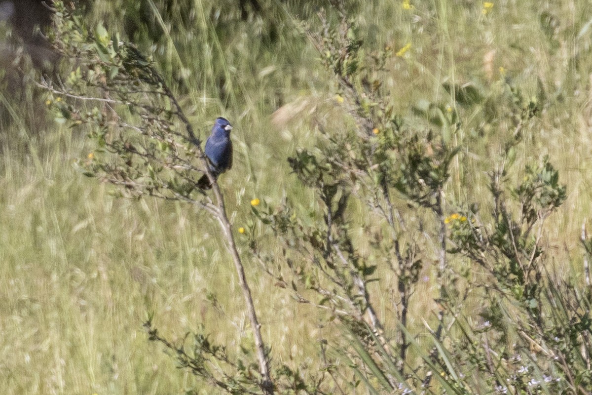 Guiraca bleu - ML617815665